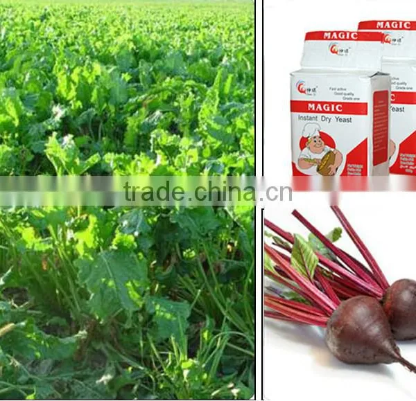 Baking Yeast Instant Dry Yeast Manufacturers photo-2