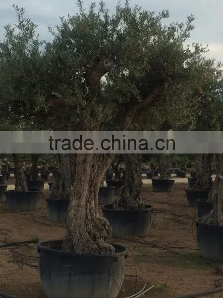 Olive Tree - Olea Europaea Regional Ejemplar photo-4