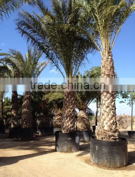 Phoenix Dactylifera "Date Palm Tree" photo-4
