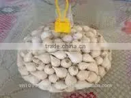NATURAL GARLIC photo-5