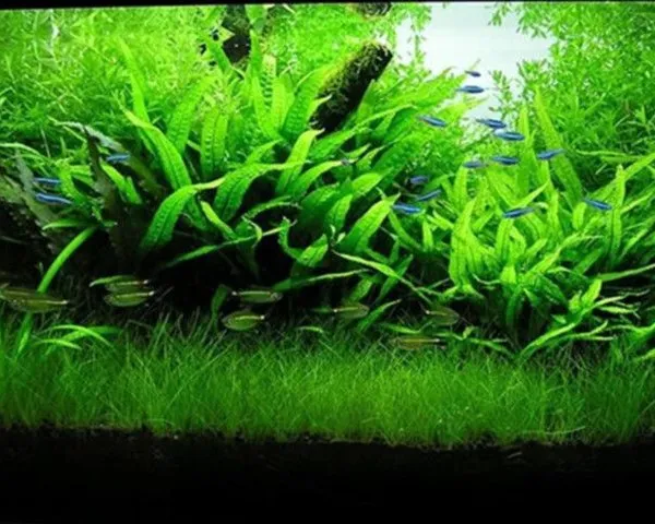 Algaecide For Metal Cutting Fluids/Pool/Aquarium/ CAS NO.31075-24-8 photo-3