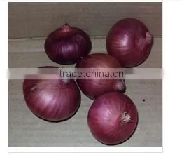 Fresh Onion From Pakistan ( Naqshbandi Enterprises )