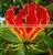 Gloriosa Superba Seed photo-4
