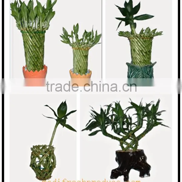 Lucky Bamboo Plants Wholesale photo-4