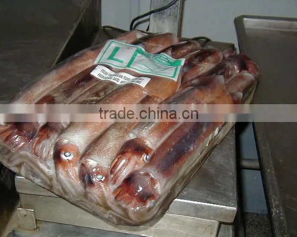 WHOLE ROUND GIANT SQUID
