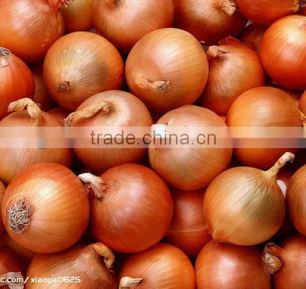 Selling Fresh Yellow Onion(in Low Price)