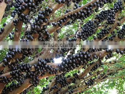 Jaboticaba Seeds Jabuticaba Guapuru Hivapuru Sabara Ybapuru Brazilian Grape Tree Seeds For Growing photo-3
