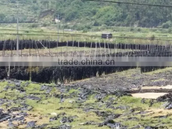 Hot Kelp Raw Material,Dry Laminaria photo-5