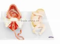 Demonstration Model Of Childbirth For LM2064