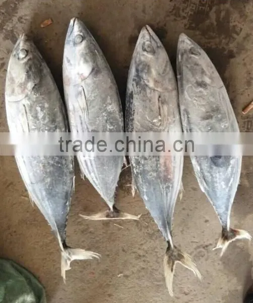Fresh Frozen Skipjack Tuna photo-2