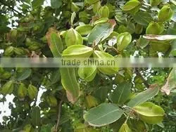 Terminalia Ballerica Extract photo-4