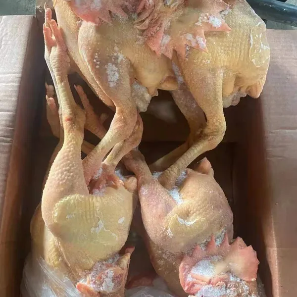 Fresh Frozen Bone Raw Chicken photo-4