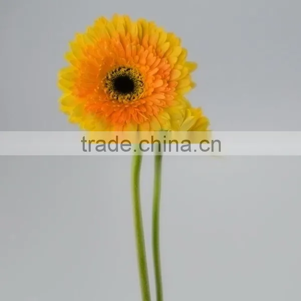 Quality Champagne Fresh Gerbera Plants photo-6