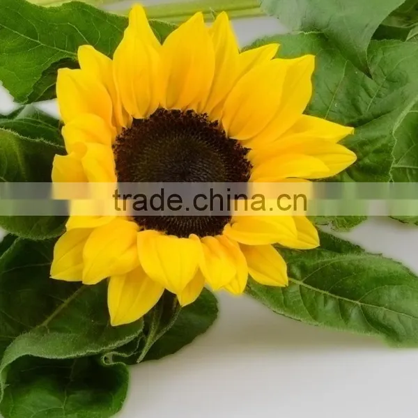 Good Quality New Products Blue Fresh Cut Sunflowers photo-5