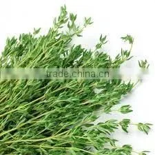 Thyme Oil (Thymus Vulgare)