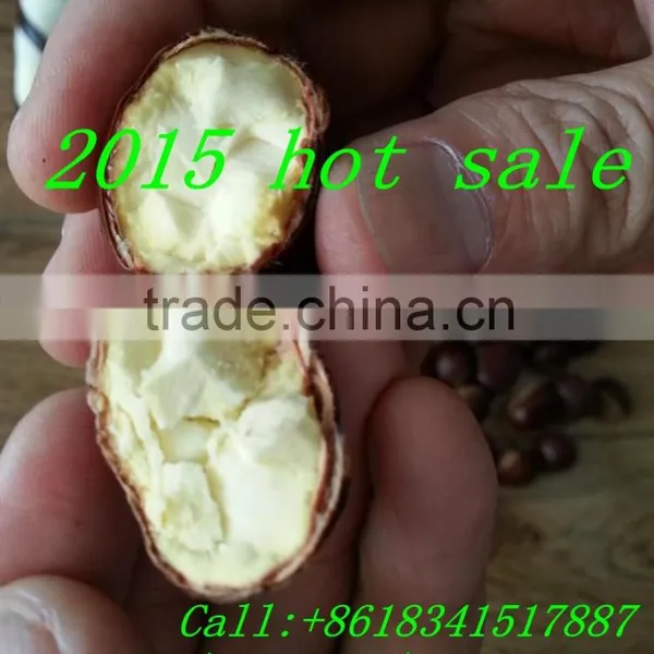 Big and Sweet Round and Tasty Chinese Chestnut