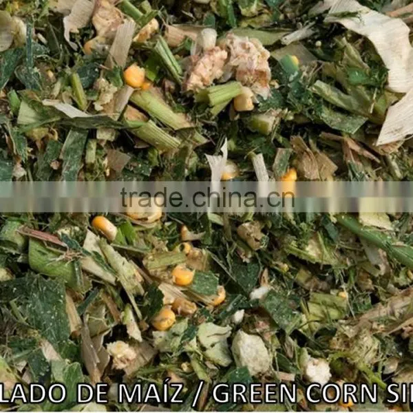CORN SILAGE