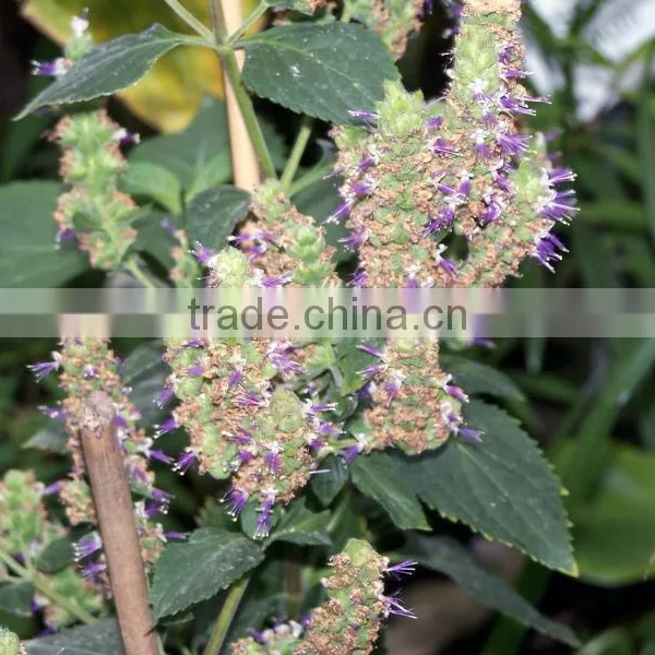 Medical Uses of Patchouli Essential Oil photo-2
