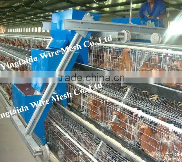 Automatic Chicke Cage Layer for Poultry Equipment in Chiken Farm photo-4