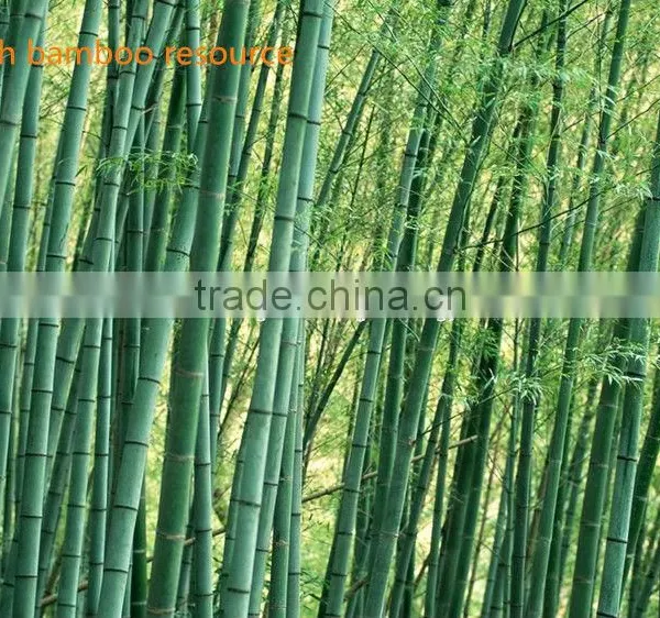 Natural Bamboo Charcoal Shisha Charcoal for Hookah photo-4