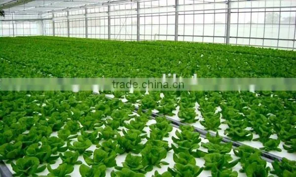 Hydroponic Growing Greenhouse photo-6