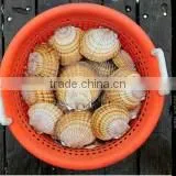 Live Pacific Scallop photo-2