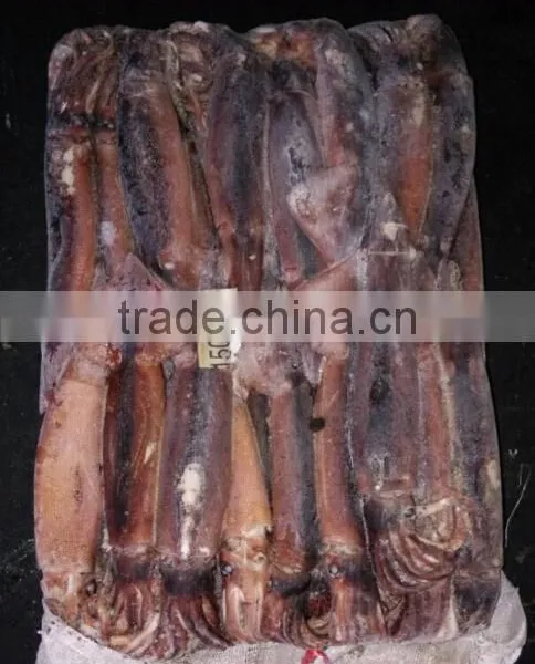 Frozen W/R Squid Illex Argentinus photo-4