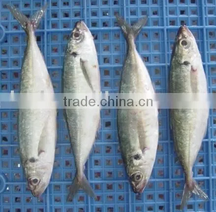 Frozen Horse Mackerel photo-5
