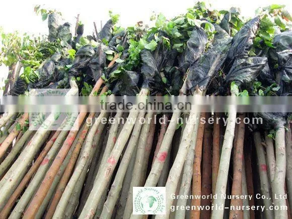 Ficus Religiosa Landscaping Project Trees