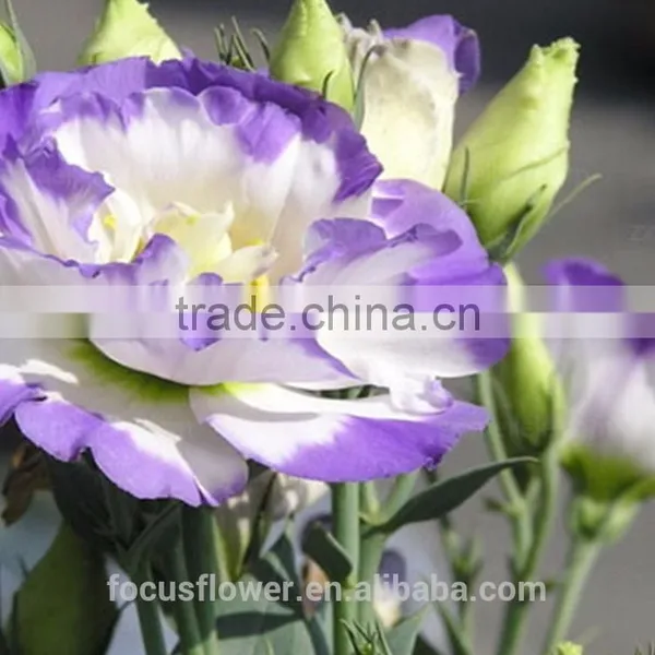 Factory Direct Purple Ring Fresh Cut Eustomas Wholesale photo-3
