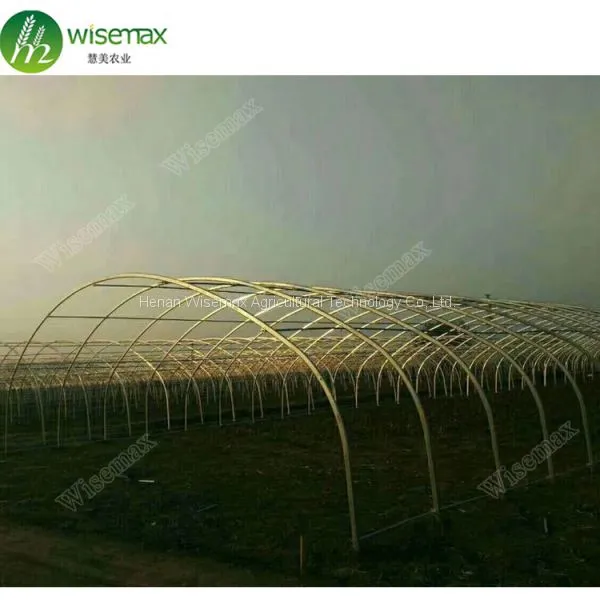 50x8m Vegetable Tomato Single Span PE Plastic Tunnel Greenhouse Sale photo-3