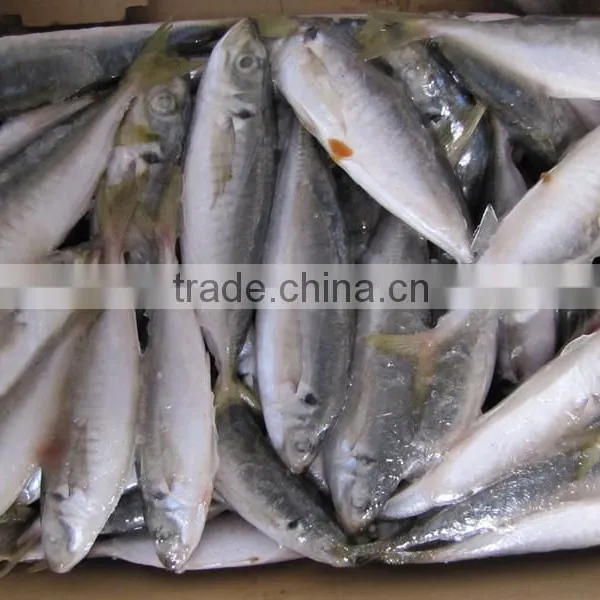 High Quality WR Frozen Pacific Mackerel Fish photo-3