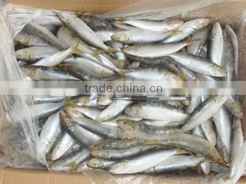 Frozen Sardines (Sardinella Longiceps) for Bait and Canning 250pcs photo-2