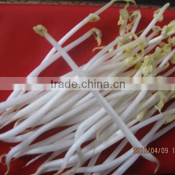 Factory Supply Automatic Bean Sprout Growing Machine for Sale photo-3