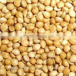 YELLOW MILLET
