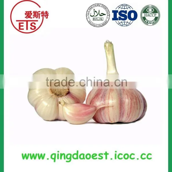 Jinxiang Fresh Best Price Normal White Garlic on Sale photo-4