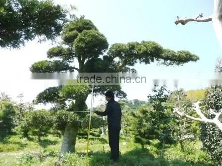 Japanese Podocarpus macrophyllus Bonsai tree