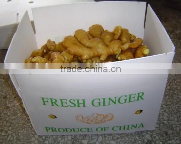 Organic Fresh Ginger photo-4