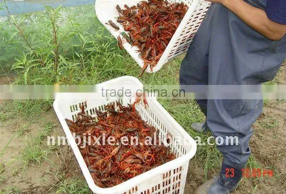 Instrument for Processing Lobster Meal With High Efficiency for Animal Feed