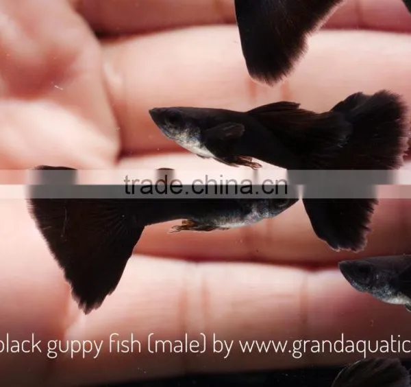 Full Black Guppy for Freshwater Aquarium Fish Export Company From Thailand