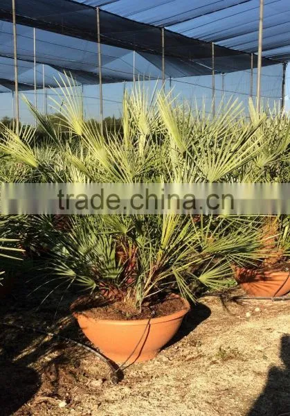 Chamaerops Humilis Cerifera photo-4