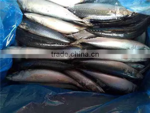 300-600G per pc Frozen Pacific Mackerel Fish From Ocean photo-3