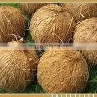 Semihusked Cocunut
