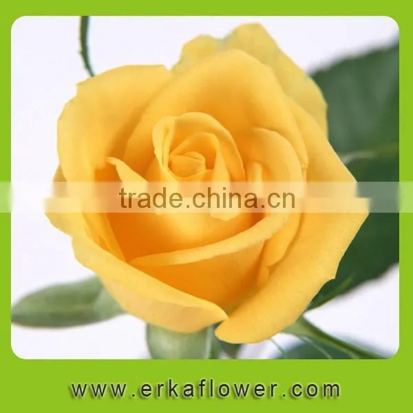 Natural Promotional Preserved Rose Flower for Home Decoration photo-3
