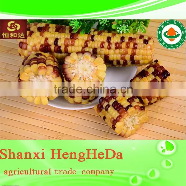 High Quality Yellow Corn for Animal Feed. Maize. Canned Corn photo-3