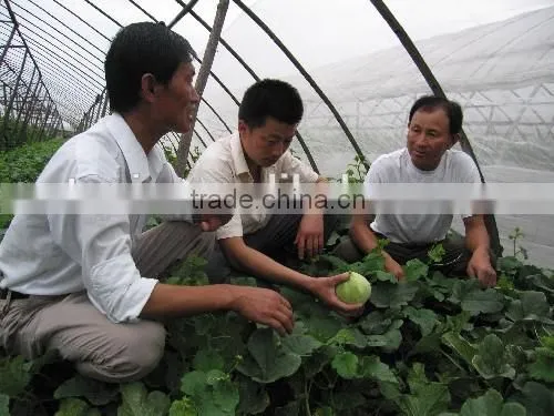110g/m2 Mesh 50anti Insect Net photo-2