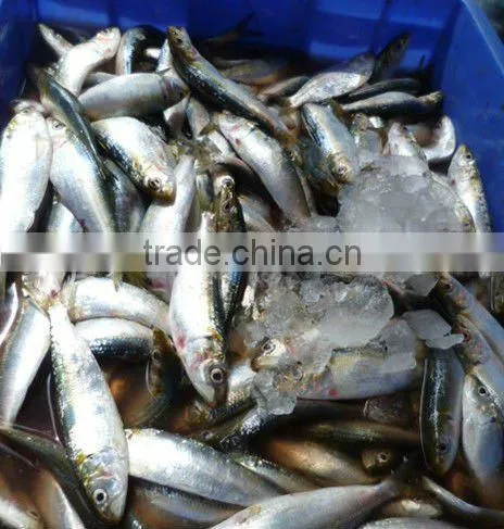 Sardine