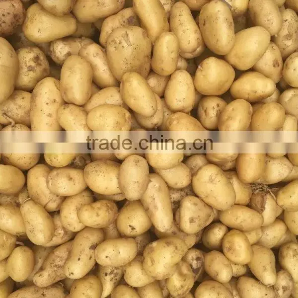 2015 Autumn Crop Potato photo-4