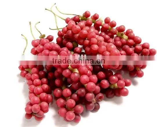 Free Sample Anxiety-proof Fructus Schisandra Extract photo-5