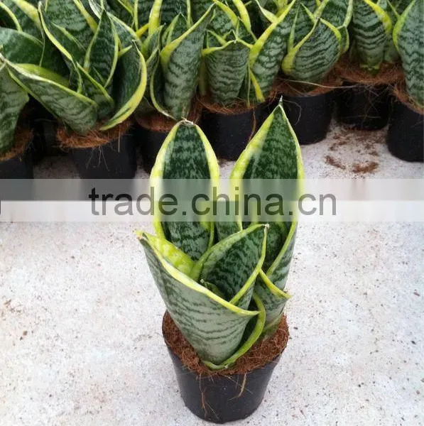 Sansevieria Hahaii,Sansevieria Surpeba, Sansevieria Laurentii